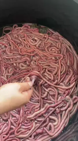 Barang Masuk lagi 🥳🥳🥳 Cacing Nipah Ready setiap hari  Baru Masok om cacing Nipah  Yang nak mancing siang malam diaturi cacing Nipah ready om Buka 24jam  Lokasi Sekojo  Wa 0882-2111-1998 Luar kota siap kirim yang mau jual lagi yok cek harga  langsung wa atau inbox kita siap kirim #umpanmancing #cacingnipah #sungaimusipalembang #udanggalah #mancingmania 