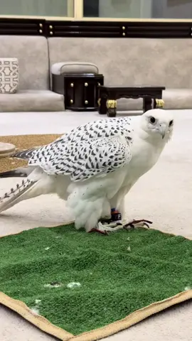 #جير#بيور #ابيض