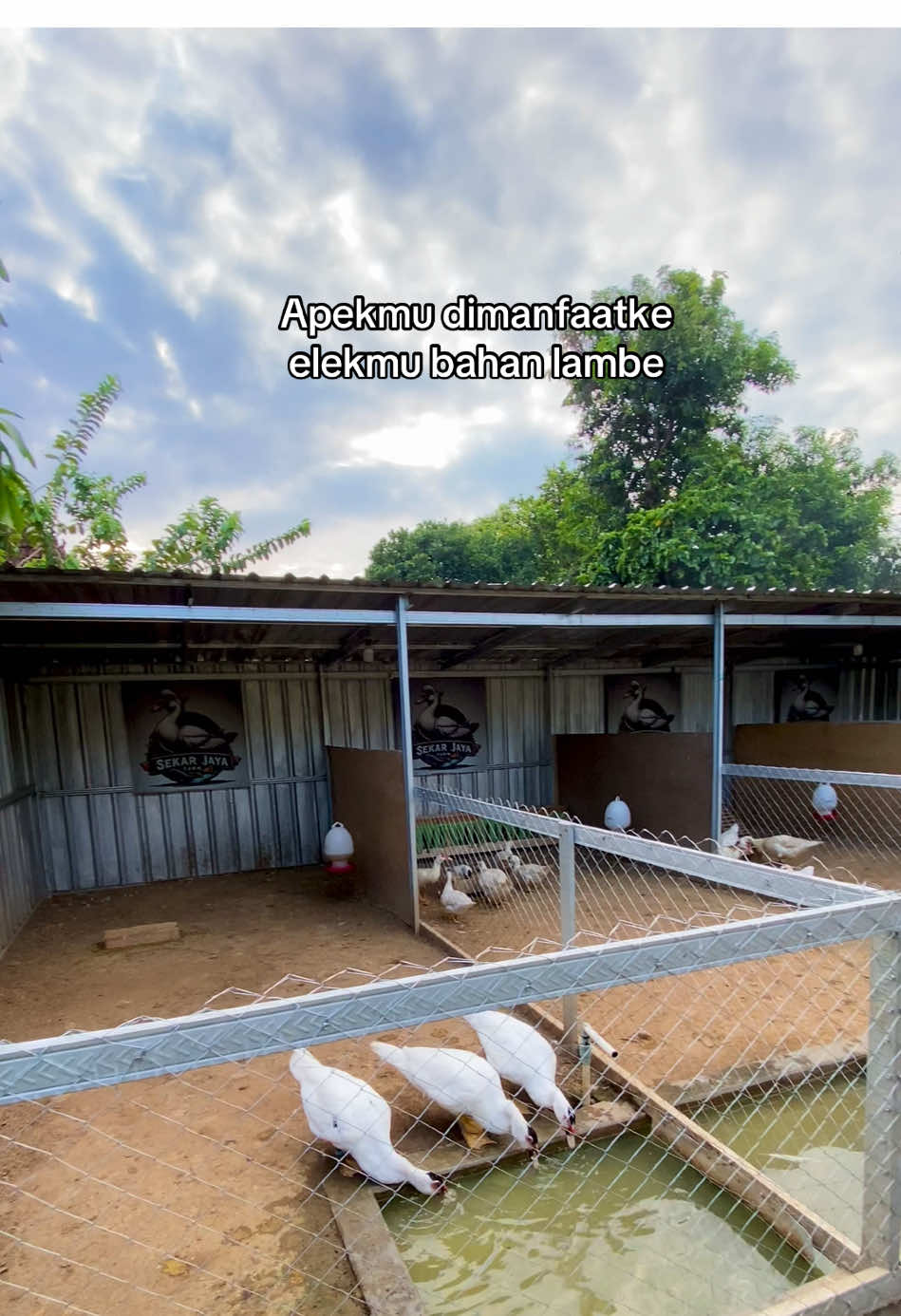 #sekarjayafarm #entokjumbo #peternakindonesia #jepara24jam #kandang 