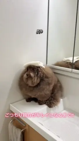 до/после|| тгк: i.ipuchi CHANNEL👀 #ипучи #ипучий #смехуятина #😂 #допосле 