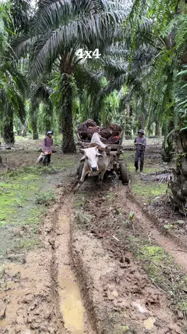 pantang mundur sblum selsai,,salam kuli sawit pesisir brt....