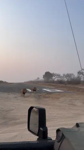 Volume up Ndhzengas  With dominance still unsettled in the northern Sabi Sand, the big boys are beginning to push their weight around... Cr nicholas_greeff8 #lionlover #saveanimals justiceforolobor justiceforoloisiadu justiceforlorkulup #followers➕ #fyp #viral 