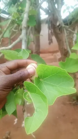 Maître keffa+229 60 08 54 41 