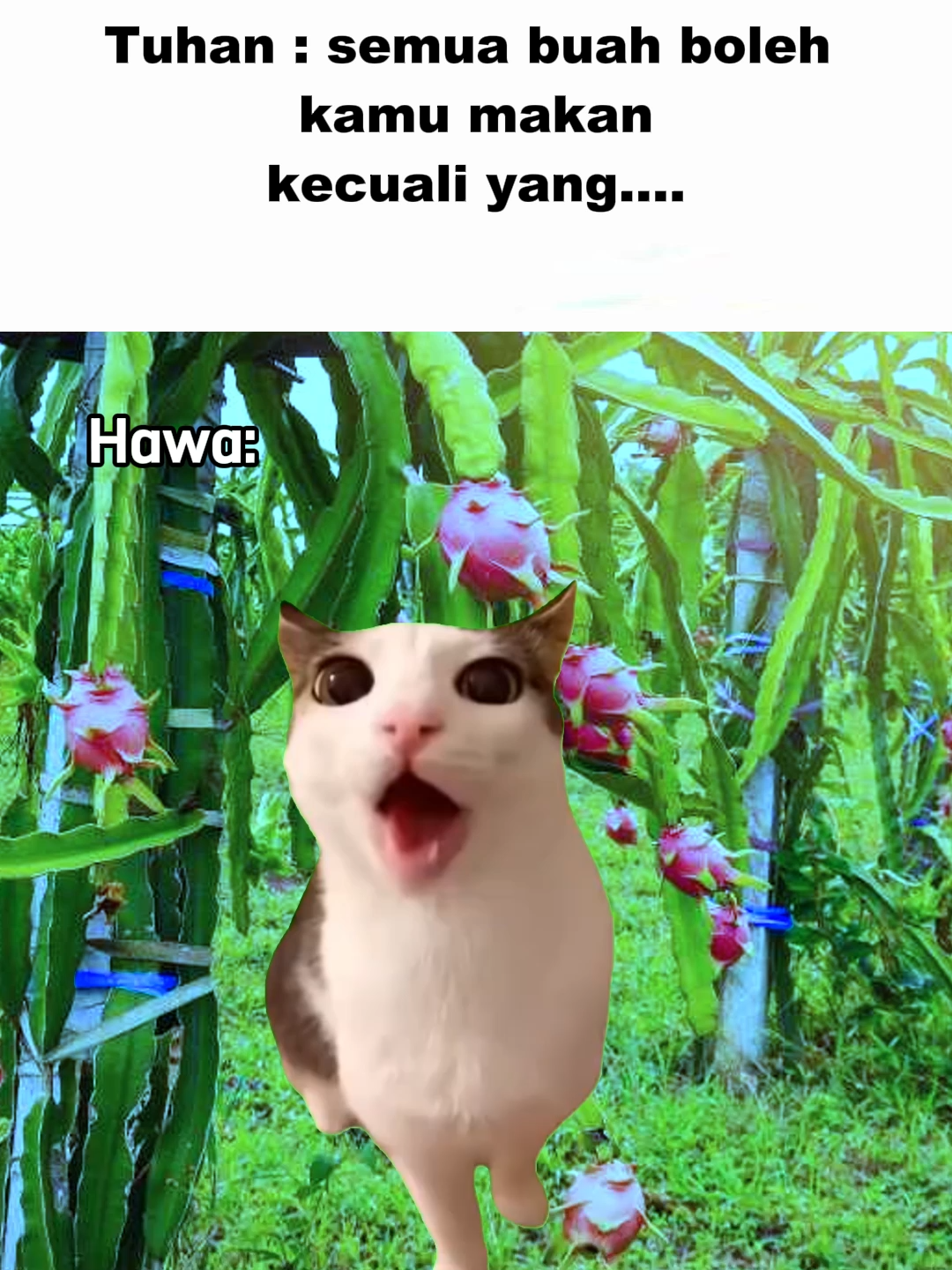 Adam auto panik 😂😂 #memekucing #kucing #foryou #feed #fyp #catmeme