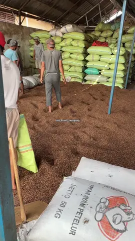 Bongkar ratakan bossku Informasi lebih lanjut  Wa 089635508238 #kulitkopi #kopipixel #bijikopi #kopilampung #fypシ゚ 