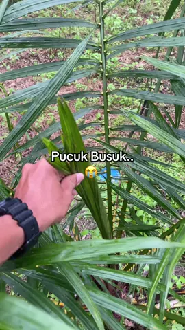 Pucuk Busuk diakibat kan serangga seperti kumbang tanduk #obetsipetani #kelapasawit #sawit #fyp 