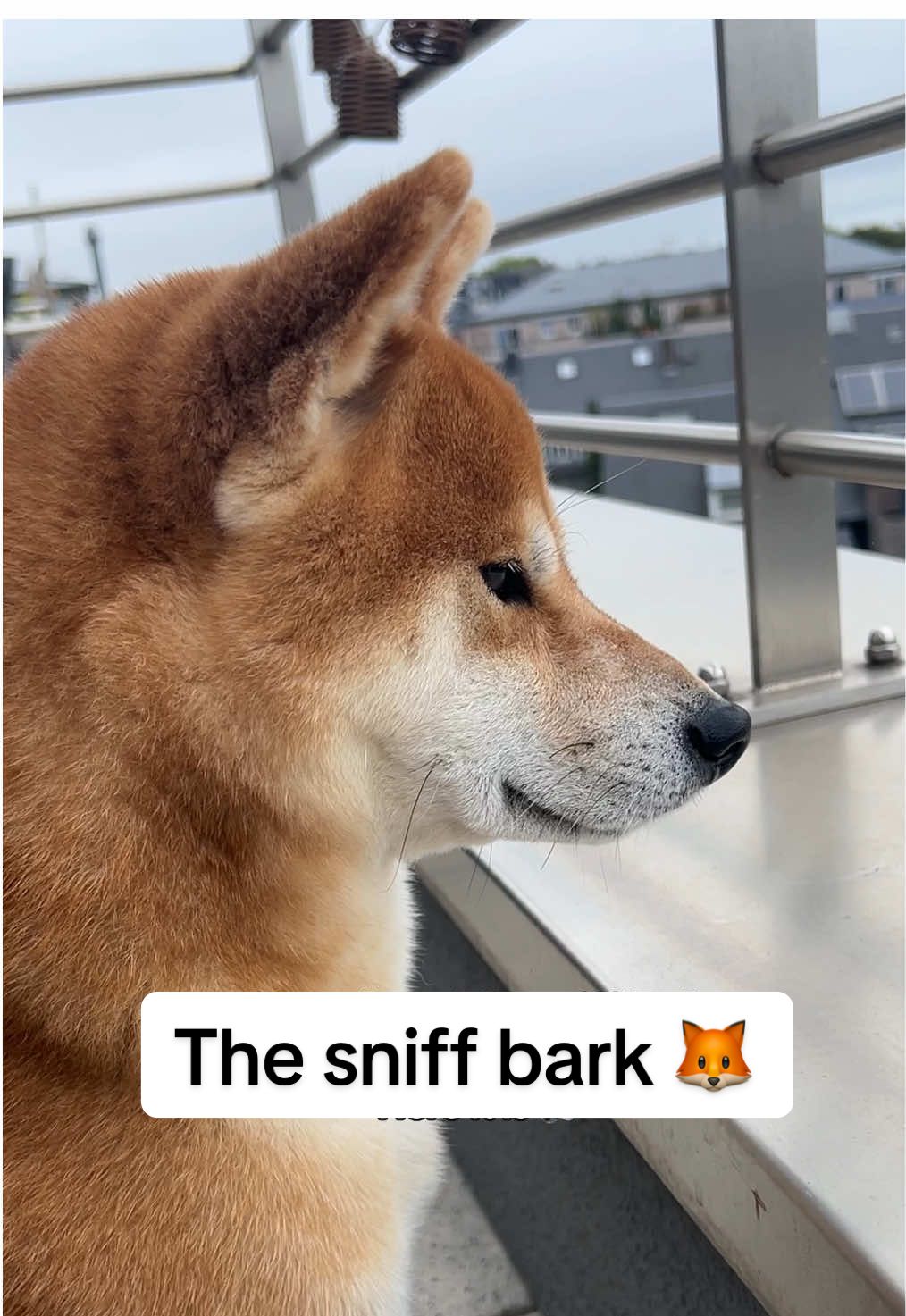 He was barking at kids 😐 #shibainu #shibalove #dogsoftiktok #barkingdog #foryoupage❤️❤️ 