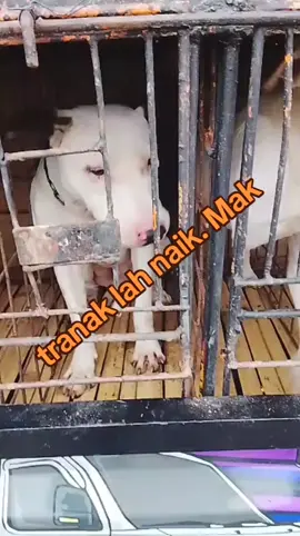 #kontenhiburan  #porbimarentensumbar🐶  #porbi_bengkulu  #porbi_dki  #porbimarenten 