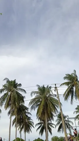 keuneubah Indatu #fypシ゚viral #acehviral #layangaceh #layangtunang #geulayangaceh 