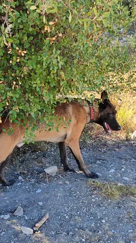 #CapCut #malinois #chien #viralvideos #CapCut 