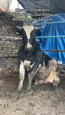 #keşfet #keşfetteyizzz #büyükbaşhayvancılık #hayvancılık🐄🐂🐂🐄 #besicilik #dana #simantal #şavril🧿simantal🧿simoş🧿hoştayin🧿 #belçikamavisi #alacadana🐄🌺✔️ #manisa #turgutlu #manisaturgutlu #kasaba45 #bykrbesicilik #murat_bykr_45 