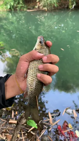 Wes sui ra mancing mas ngasi lali carane 🤩🤩#promomakangajian #murahnikmatlezat #jelajahliburan #masukberandafyp #berandatiktok 