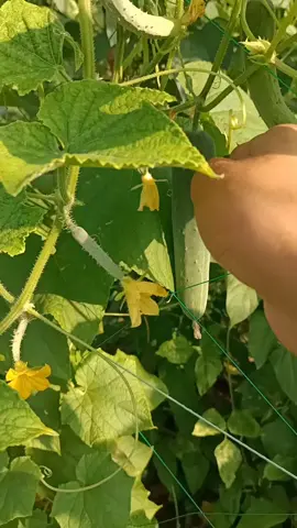Harvest fresh vegetables #harvest #vegetables #gardening #satisfying #fyp 