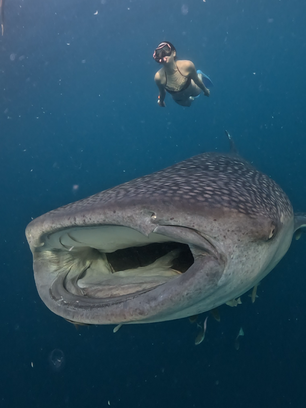 whaleshark #wisatasumbawa #exploresumbawa #labuhanjambu #wonderfulindonesia #adventure 