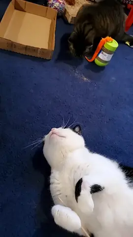 #catsoftiktok #PetsOfTikTok #foryoupage #fyp #trend 