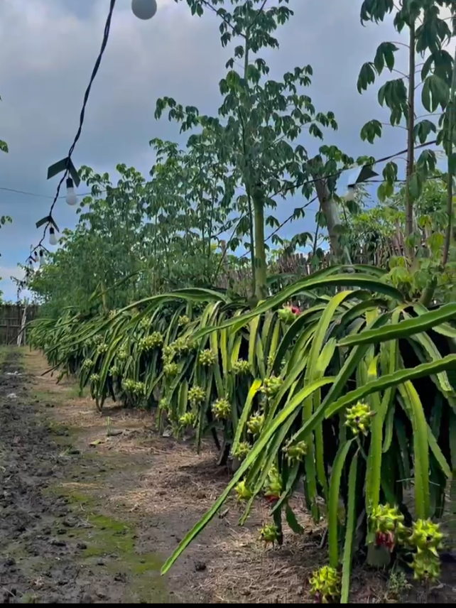 #petanibuahnagabanyuwangi #petaniindonesia🇮🇩🇮🇩🇮🇩🌿🌿 #petanimilenial #petanimudasukses #buahlokalindonesia wayhe wayhe