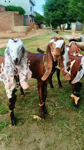 mashallah bridal bache Aage bilkul Kamal ki cheez hai bilkul jazz munasib  rate#paratiiiiiiiiiiiiiiiiiiiiiiiiiiiiiii #viral #foryou #foryoupage 