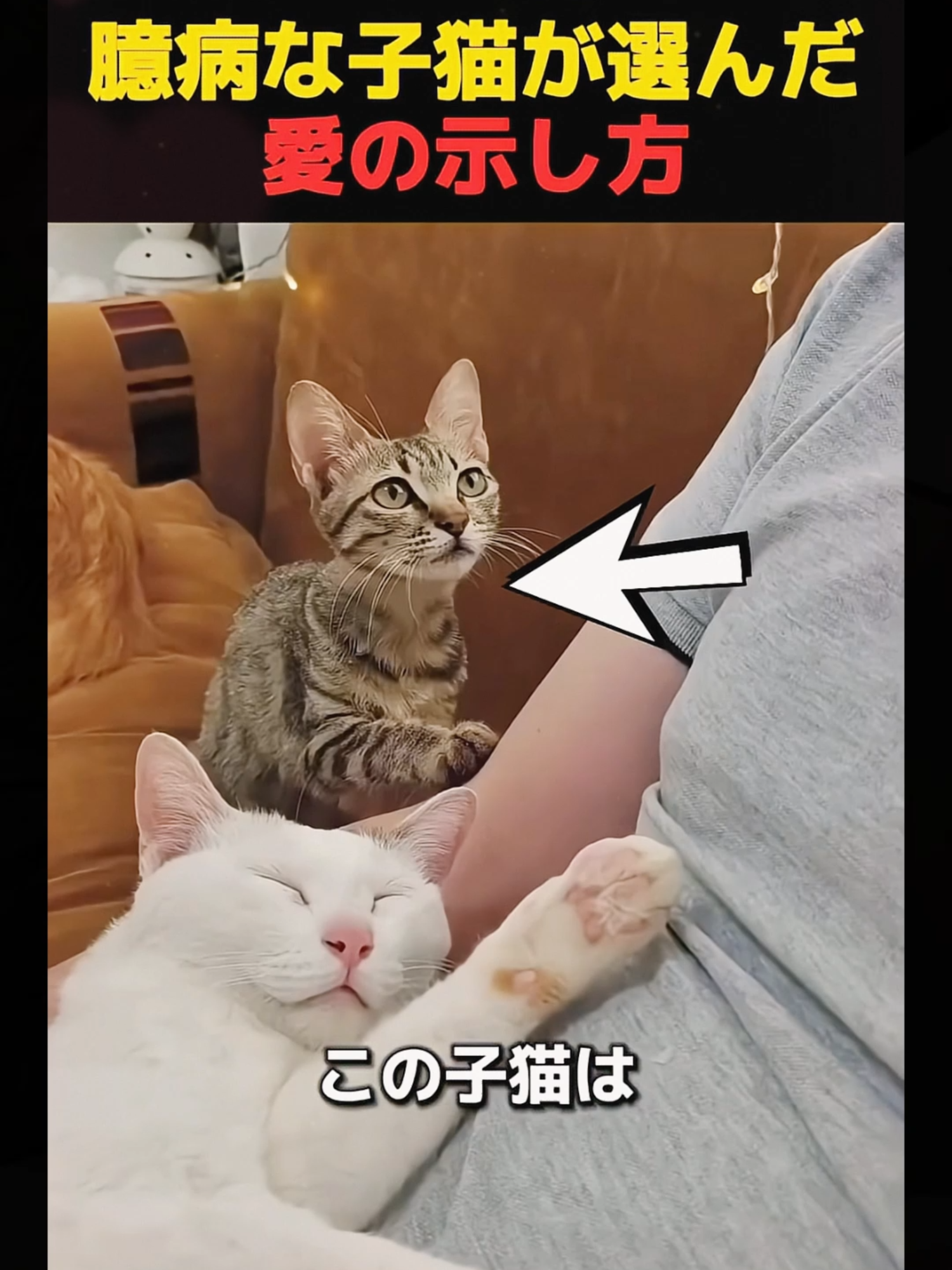 臆病な子猫が選んだ愛の示し方 #立ち向かう勇気#ねこ #猫のいる暮らし #猫好きさんと繋がりたい #子猫