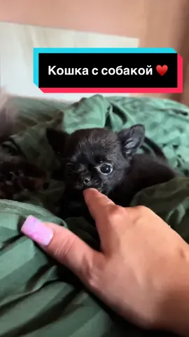 Как кошка с собакой 😅♥️