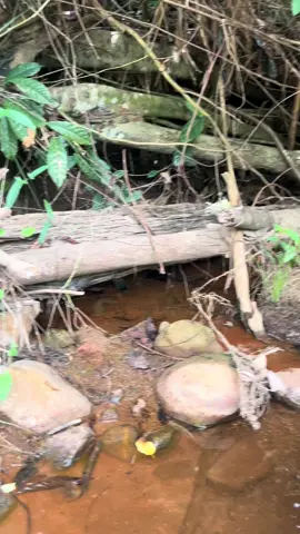 limbata jinak#limbatahunting 