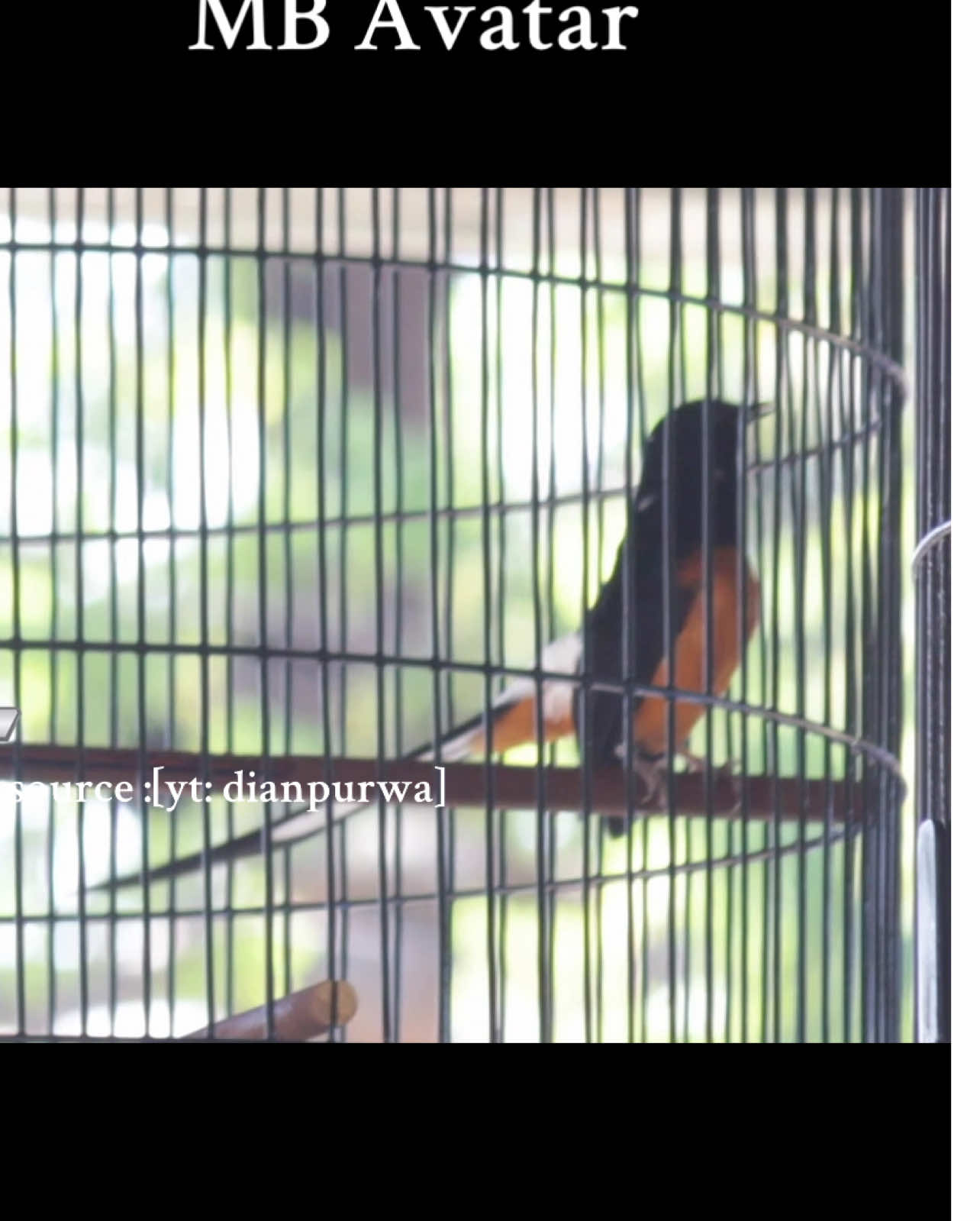 MEWAH MB AVATAR❗️juara 1 tiket 22jt [ piala ketua smm 2025 ] seduluran muraibatu mania indonesia #murai #kicaumaniaindonesia #dianpurwa #lombaburung #fypシ゚ 