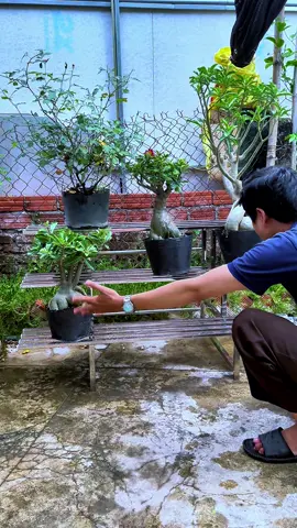 Kệ bậc thang trưng bày cây cảnh quầy hàng trái cây #kebacthang #ketrungbay #xuhuong #hảogiadung68686 