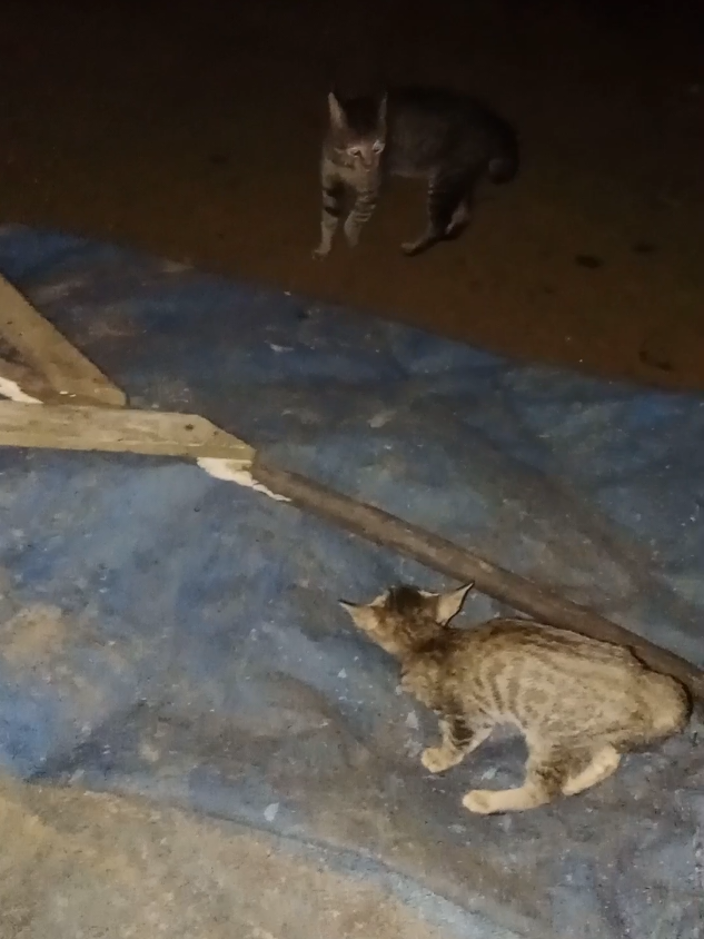 Adu mekanik kucing junior vs senior, fight cats #fightcats 