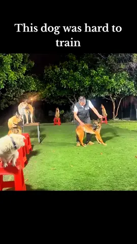 Dogs training tips #DogTraining #dogtrainer #dogtrainingtips #doglovers #petlovers 