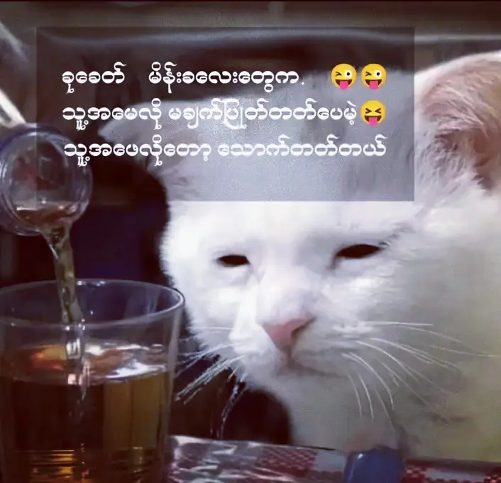 အမေလိုမချက်ပြုတ်တက်ပင်မဲ့အဖေလိုတော့သောက်တက်🍻🍻တယ်မလား🤭😅 #မလိမ်ရဘူးနော်😂 #မင်းချစ်ရင်မင်းကောင်လေးပဲ🤘🤭✨ #မင်းတို့idolဖစ်ချင်လို့🤭💖 #tiktokmyanmar #ရောက်ချင်တဲ့နေရာရောက်👌 