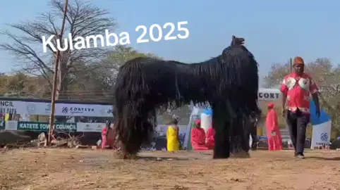 what animal   is this?