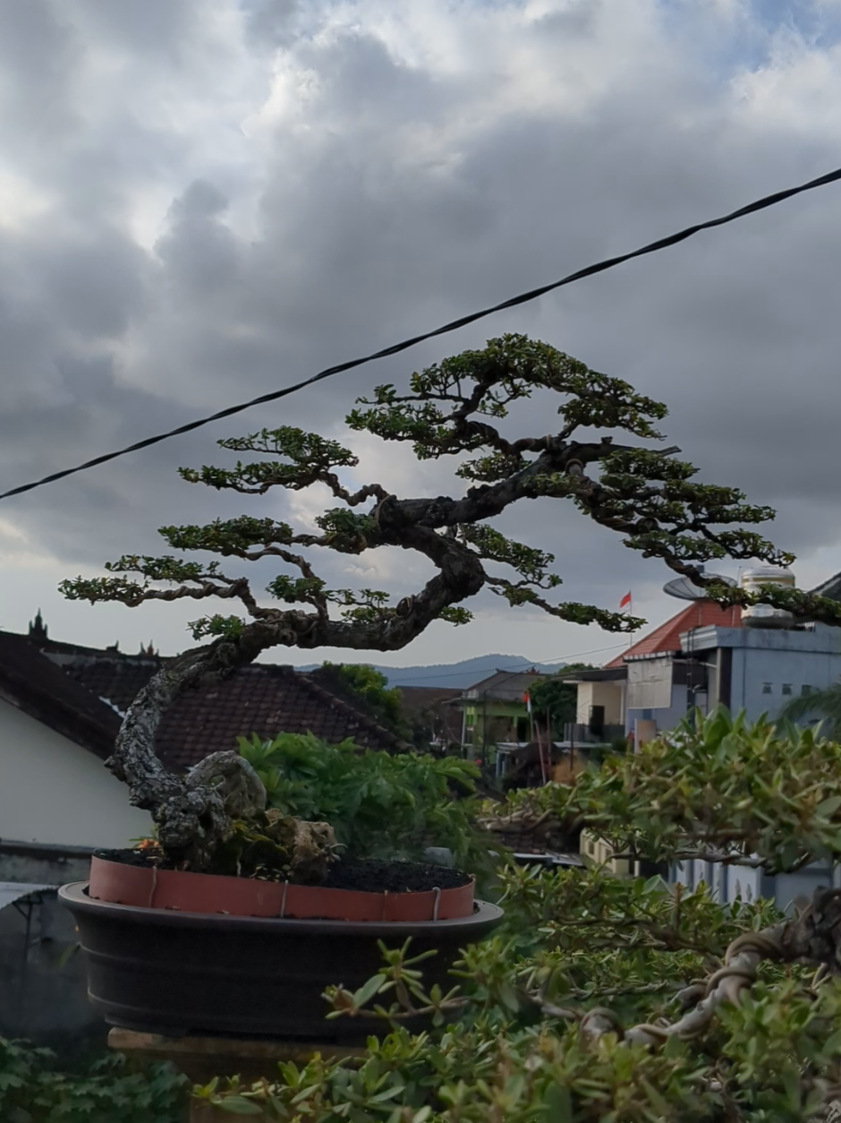 santigi karang 😍 #bonsai #santigi #santigikarang #bonsailovers #bonsaiindonesia 