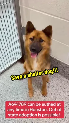 Fill out the app in my bio if you are interested in adopting! @Alix Earle @Braxton Berrios @Houston Texans #rescuedog #adoptdontshop #rescuedogarmy #shelterdog #dog 