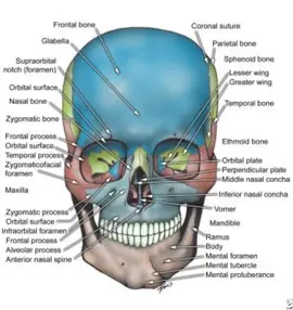 #Bones#whatsamaxilla 