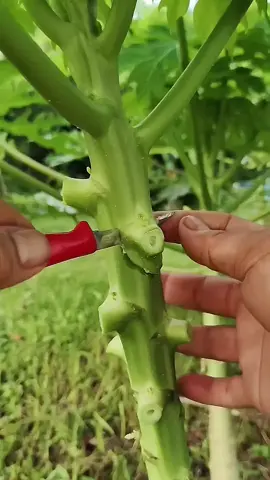 Air layering papaya using tissue paper