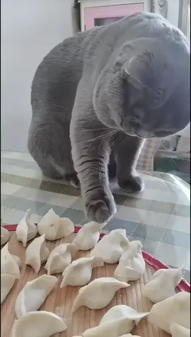 #catsoftiktok #pets #PetsOfTikTok #creatorsearchinsights #tiktokusa 