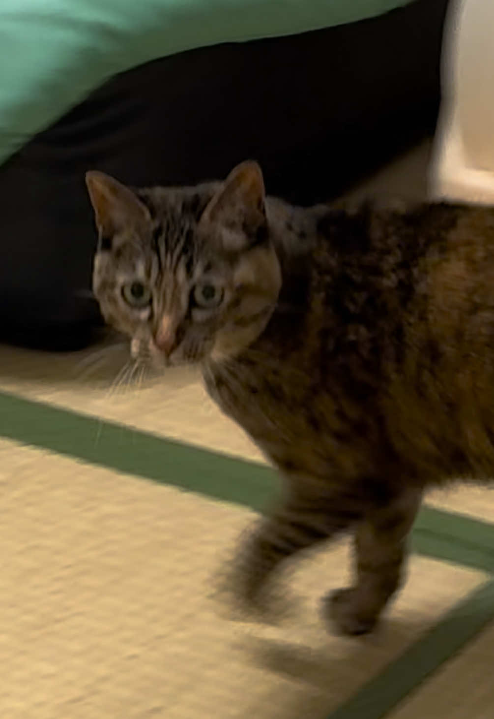 音的に、最後何かしらの事故起こしてますね？？ #猫 #キジトラ #あめ #スズランテープの残像 #駆け抜けるタイミングを把握しすぎたカメラワーク 