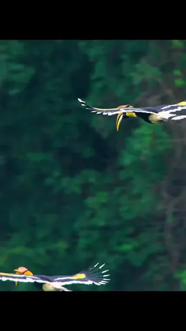 Makna lambang Burung Kenyalang bagi orang Dayak: Simbol Kesakralan & Dunia Atas Burung Kenyalang dianggap utusan dewa/dewi dari alam atas (langit). Dalam kosmologi Dayak, ia menghubungkan manusia dengan roh leluhur dan kekuatan gaib. Lambang Keberanian & Kewibawaan Paruh besar dan tubuh gagah melambangkan kekuatan, keberanian, dan status tinggi dalam masyarakat. Identitas & Budaya Banyak rumah panjang, tiang adat, dan ukiran Dayak memakai motif burung Kenyalang sebagai hiasan. Ritual Gawai & Ngayau Pada zaman dulu, burung Kenyalang dihubungkan dengan ritual peperangan (Ngayau) dan upacara besar, misalnya Gawai Kenyalang yang sangat sakral. #burungkenyalang #hutanborneo #foryoupage #xybca #fypp 