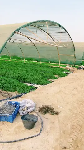 #في هذا اليوم 