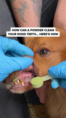 🚨 DOGGY DENTAL DILEMMA 🚨 Have you tried everything to help your pup's bad breath, yellow teeth or tartar build up? We know how difficult and time consuming it can be, that's why our team of experts to created this effortless Dental Powder - ProBright® Advanced by PetLab Co. It's safe to use daily, just sprinkle over your dogs food. Supporting bright & healthy teeth has literally never been easier 😍