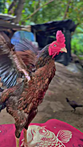 #เด็กเลี้ยงไก่ #ไก่พม่า #ไก่เยียร์🐓🐓คนรักไก่เยียร์😍 #คําคมเด็กเลี้ยงไก่🐓 #คําคมเด็กเลี้ยงไก่🐓 
