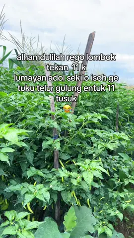 satu kilo cabai bisa untuk beli telur gulung 11 tusuk #petaniindonesia🇮🇩🇮🇩🇮🇩🌿🌿 #petanicabai #petanimuda #pertanian 