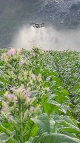 #djit100 #โดรนพ่นยาเพื่อการเกษตร 