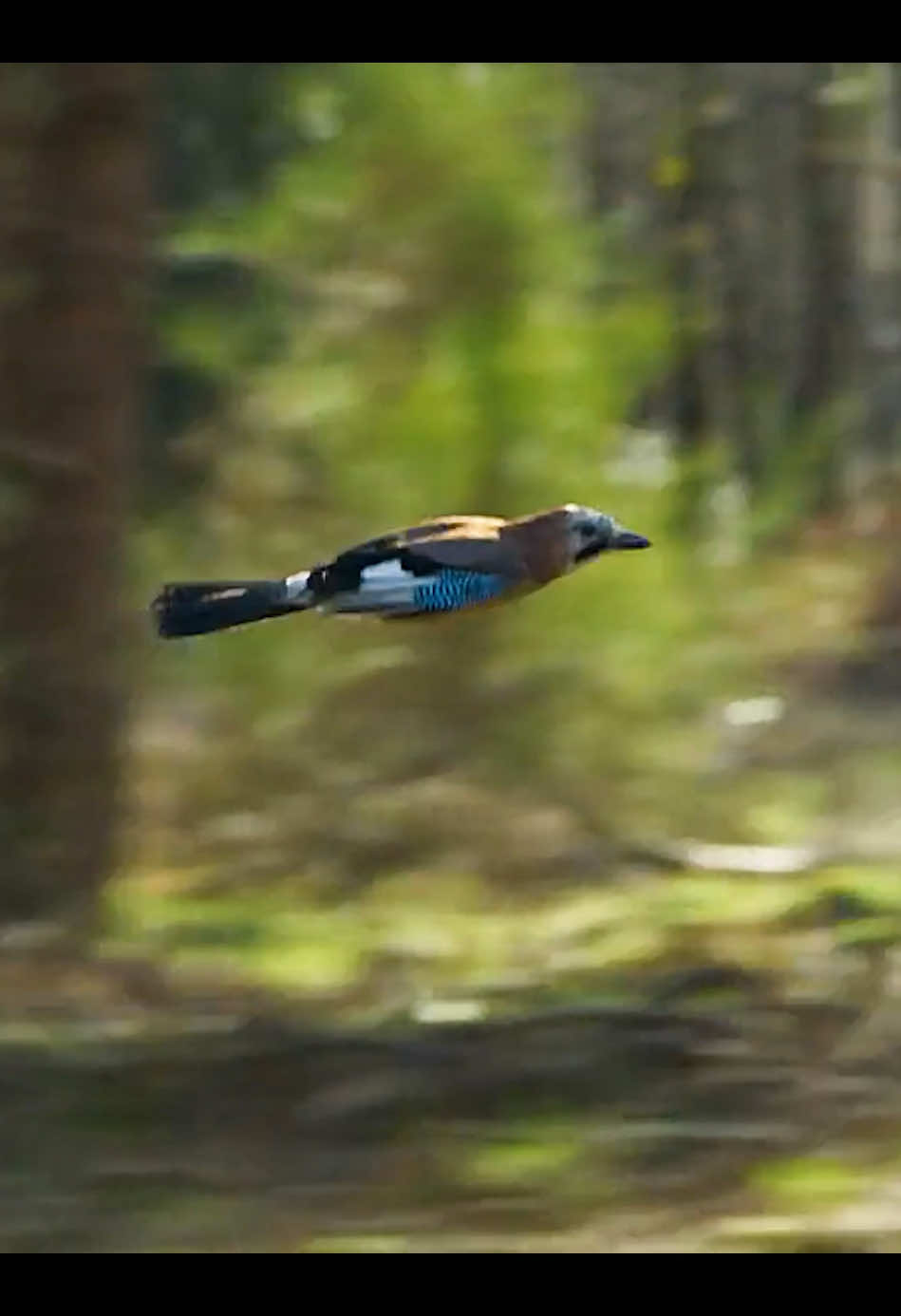 #goshawk #amazinganimals #animalworld #wildlife #foryoupage 