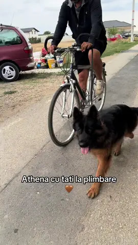 Astăzi e duminică și Athena a mers cu Sergiu la plimbare ca să profite de ultimele zile de vară 🤎 #dicasaciobotea #ciobanescgerman #germanshepherd #longhair 