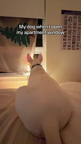 Joy doesn’t even know what she’s barking at 😭😭 #dogs #reactivedog #barking #wtf #defensive 