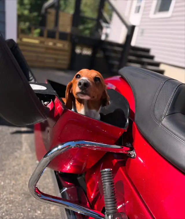 The weasel is ready to ride. 🤣😂🤘🏼❤️ #sausagedog #dachshund #puppy #dog #motorcycle 