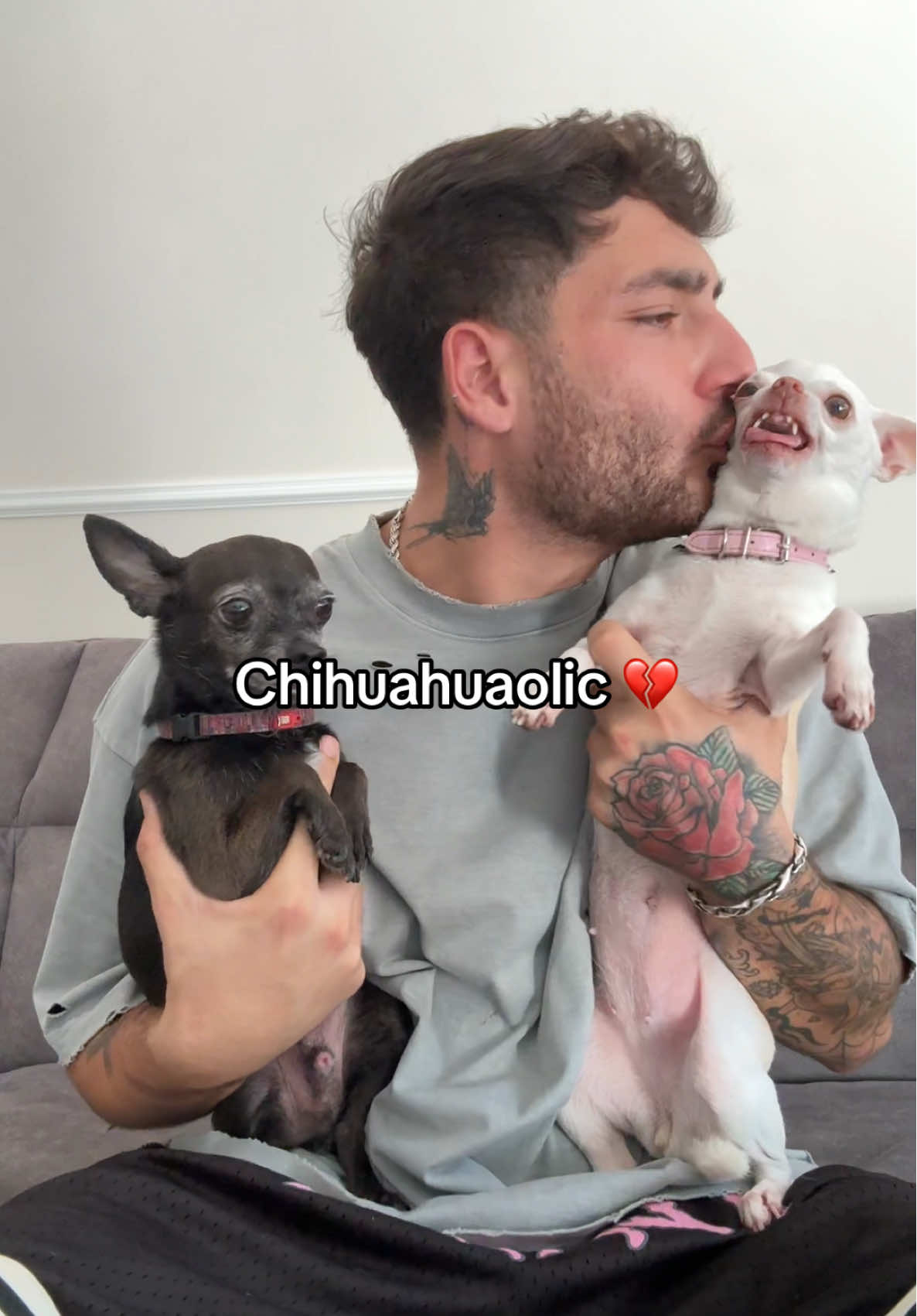 Who is chihuahuaolic too🤣??(רק אני מכור אליהם??) @Eviatar Ozeri @Nikiozeri #chihuahua #dogs #kuchikuchi #angrydog #niki 