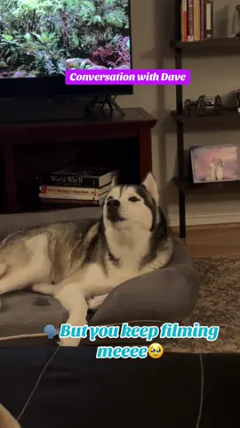I just wanna Naaappp Mummm🥹🤣 #husky #followers #tiktok #dog #fypシ 