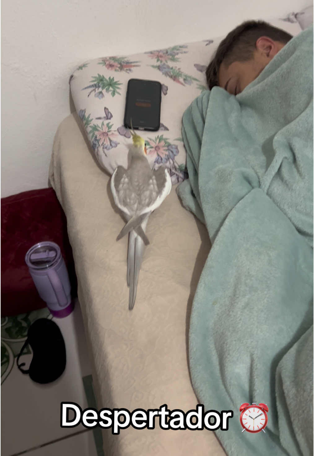 Alarme infalível ⏰⏰🦜🦜❤️ #calopsita #calopsitas_mansa #calopsitasnotiktok #despertador #iphone 