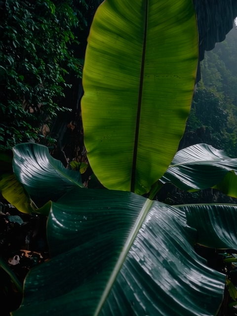 Tropical Rain #tropical #relaxingvideos #darkaesthetic #aestheticvibes #serenity #calme #rain